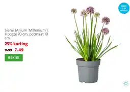 Intratuin Sierui (Allium ‘Millenium’). Hoogte 70 cm, potmaat 19 cm. aanbieding