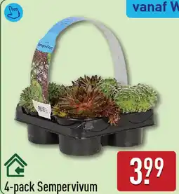 ALDI 4-pack Sempervivum aanbieding