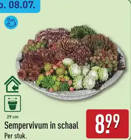 ALDI Sempervivum in schaal aanbieding