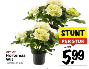 Vomar Voordeelmarkt Hortensia Wit aanbieding