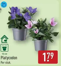 ALDI Platycodon aanbieding