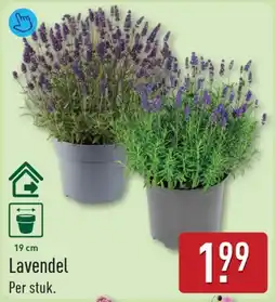 ALDI Lavendel aanbieding