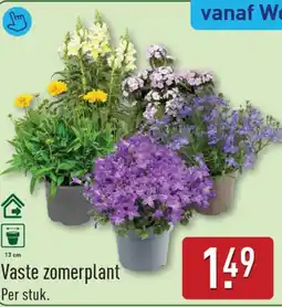ALDI Vaste zomerplant aanbieding