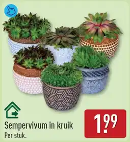ALDI Sempervivum in kruik aanbieding