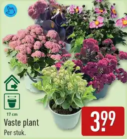 ALDI Vaste plant aanbieding
