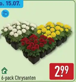 ALDI Chrysanten aanbieding