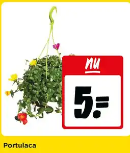Jumbo Portulaca aanbieding