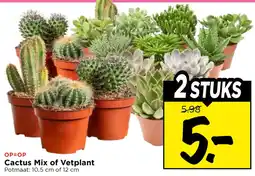 Vomar Voordeelmarkt Cactus Mix of Vetplant aanbieding
