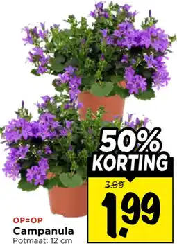 Vomar Voordeelmarkt Campanula aanbieding