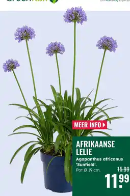 GroenRijk Afrikaanse lelie aanbieding