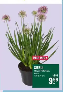 GroenRijk Sierui Allium Millenium aanbieding
