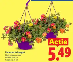 Lidl Portucala in hangpot aanbieding