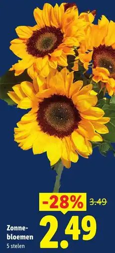 Lidl Zonne-bloemen aanbieding