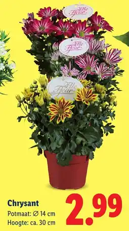Lidl Chrysant aanbieding