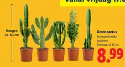 Lidl Grote cactus aanbieding