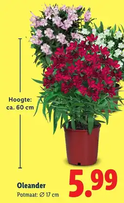 Lidl Oleander aanbieding