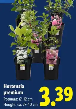 Lidl Hortensia premium aanbieding