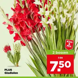 PLUS Plus gladiolen aanbieding