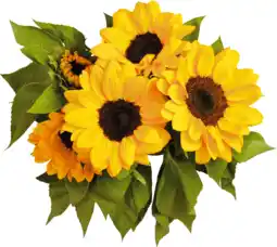 PLUS PLUS Zonnebloemen aanbieding