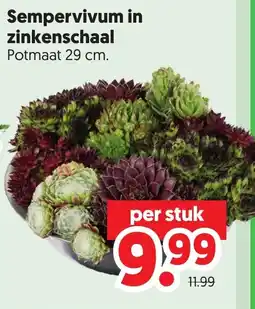 Dekamarkt Sempervivum in zinkenschaal aanbieding