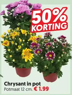 Dekamarkt Chrysant in pot aanbieding
