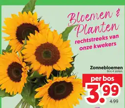 Dekamarkt Zonnebloemen aanbieding