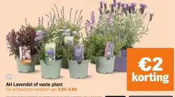 Albert Heijn AH Lavendel of vaste plant aanbieding