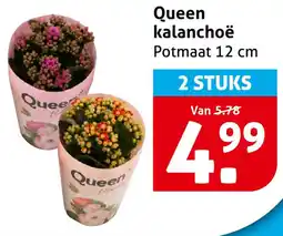 Hoogvliet Queen Kalanchoe aanbieding