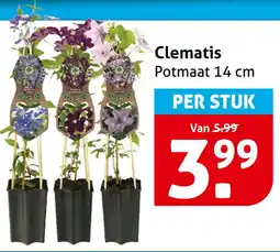 Hoogvliet Clematis aanbieding