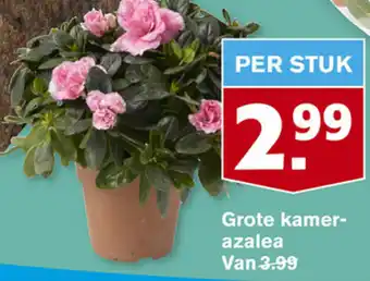 Hoogvliet Grote kamer- azalea aanbieding