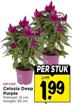 Vomar Voordeelmarkt Celosia Deep Purple aanbieding