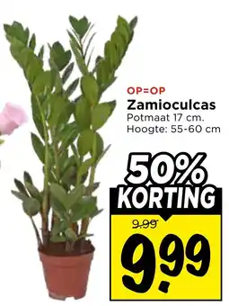 Vomar Voordeelmarkt Zamioculcas aanbieding