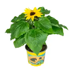 Dekamarkt Zonnebloem p13 aanbieding