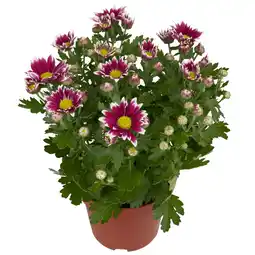 Dekamarkt Bloemen Chrysant Potmaat 12 cm aanbieding