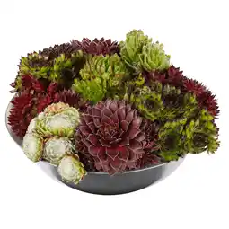 Dekamarkt DekaMarkt Arrangement sempervivum zinkenschaal aanbieding