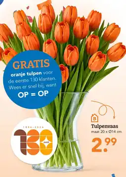 Blokker Tulpenvaas aanbieding