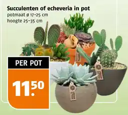 Poiesz Succulenten of echeveria in pot aanbieding