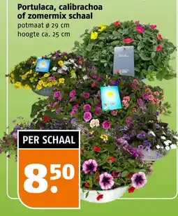 Poiesz Portulaca, calibrachoa of zomermix aanbieding