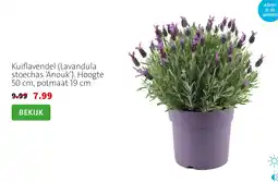 Intratuin Kuiflavendel (Lavandula stoechas 'Anouk') aanbieding
