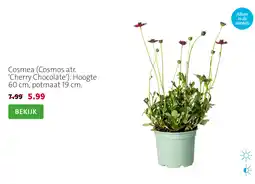 Intratuin Cosmea (Cosmos atr. 'Cherry Chocolate') aanbieding