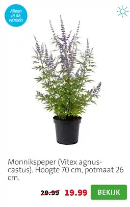 Intratuin Monnikspeper (Vitex agnus-castus) aanbieding