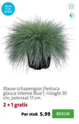 Intratuin Blauw schapengras (Festuca glauca Intense Blue') aanbieding