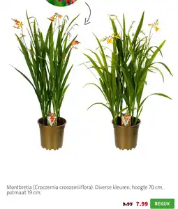 Intratuin Montbretia (Crocosmia crocosmiiflora) aanbieding