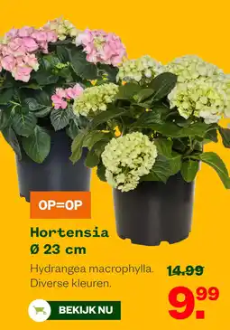 Welkoop Hortensia aanbieding