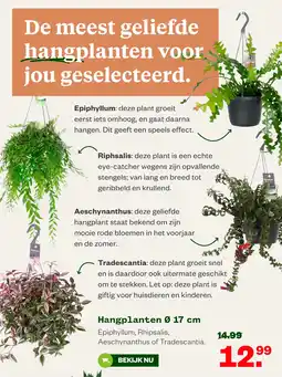 Welkoop Hangplanten aanbieding