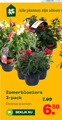 Welkoop Zomerbloeiers aanbieding