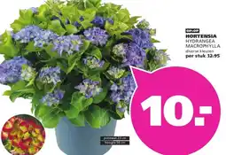 Ranzijn HORTENSIA HYDRANGEA MACROPHYLLA aanbieding