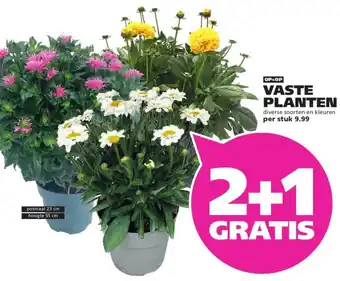 Ranzijn VASTE PLANTEN aanbieding