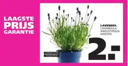 Ranzijn LAVENDEL aanbieding