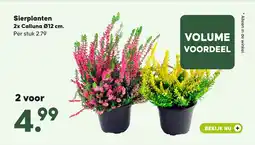 Pets Place Sierplanten 2x Calluna Ø12 cm aanbieding